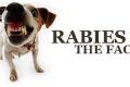 24 hewan penyebar rabies...