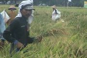 Petani merugi akibat...