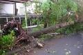 Pohon tumbang buat lalin...