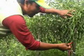 Harga cabe melonjak,...