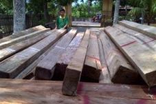 Ribuan batang kayu ilegal...