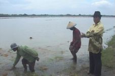 Ratusan hektare sawah...