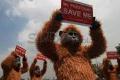 Ini cara Orangutan mengusir...