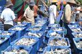 Harga ikan di Pekalongan...