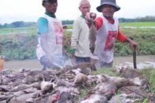 Petani di Empatlawang...