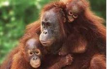 3 Orangutan di WRC terancam...