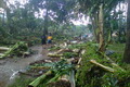 Ratusan hektare kebun...
