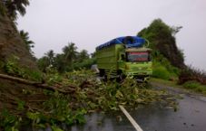 Pohon tumbang &...