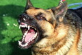 Anjing rabies serang...