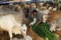 Waspada daging oplosan,...