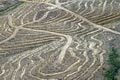 Greenomics: Grup Sinarmas...