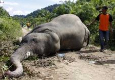 Pembantaian gajah Sumatera...