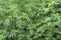 Aparat Sydney sita ganja...