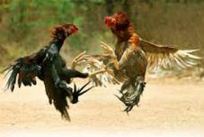 Wawan nekat curi ayam...
