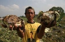 Diserang virus busuk...