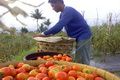 Harga anjlok, petani...
