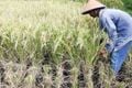 Kemarau panjang, petani...