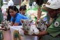 3 Harimau putih lahir...