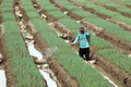 Kebun ketahanan pangan...