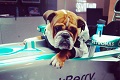 Hamilton selalu didampingi...