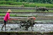 Angka rumah tangga usaha...