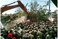 Puluhan rumah liar dibongkar...