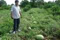 Lahan kering ditanami...
