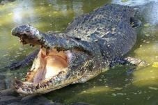 3 buaya liar masuk Kota...
