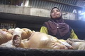 Harga daging ayam melonjak,...