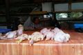 Harga ayam potong turun...