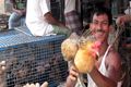 Ayam potong langka,...