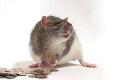 Ungkap rekening mencurigakan,...