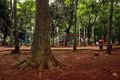 Manfaatkan fungsi hutan...