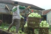 Harga kubis jatuh, petani...