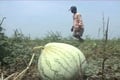 Kemarau panjang, petani...