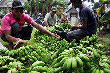 Ketika pisang mas kirana...