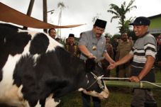Pakde Karwo kurban Sapi...