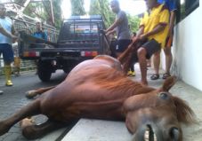 Dikejar anjing, kuda...