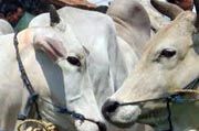 Permintaan sapi kurban...