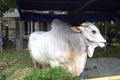 Berat sapi SBY sekira...