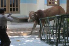 Sapi kurban mengamuk,...