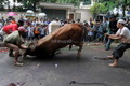 Hendak dipotong, sapi...