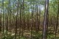 2 hutan konservasi di...