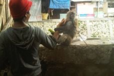 Ini harapan pawang monyet...