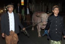 Kerbau pusaka Keraton...
