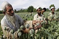 Panen opium di Afghanistan...