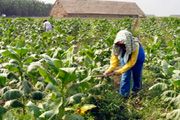 Petani dan industri...