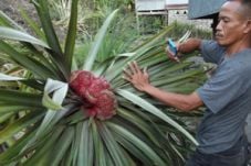 Ajaib, ada nanas mirip...