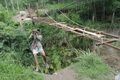 Para petani Klaten melewati...