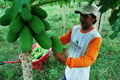 100 petani pepaya diberi...